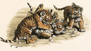 Tiger unger