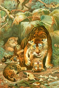 Tigress og unger
