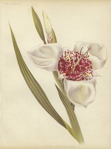 Tigridia pavonia Alba