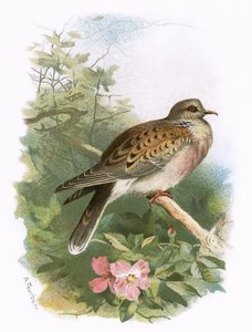 Turteldue