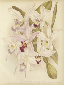 Varianter af Laelia anceps