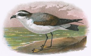 Hvidbuget Petrel