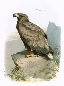 Hvidhaleørn