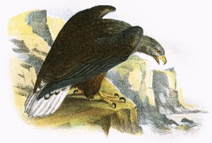 Hvidhale havørn