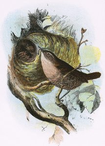Wren