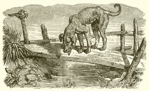 Hunden og hans skygge