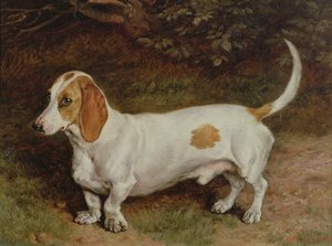 Min yndlingsgravhund, 1885