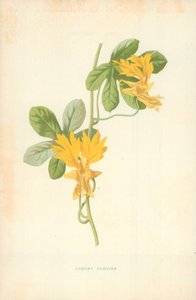 Kanariefugleblomst