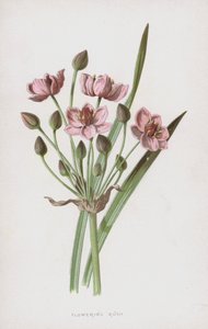 Blomstrende Rush (chromolitho)