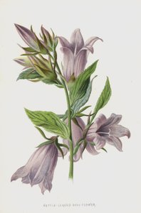 Nælde-blade-klokke-blomst (chromolitho)