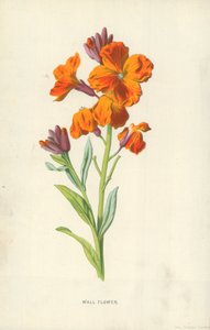 Væg blomst
