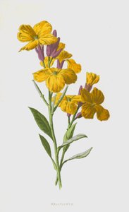 Vægblomst (chromolitho)