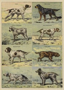 Pistolhunde