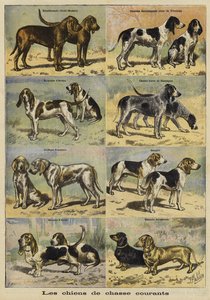 Pistolhunde