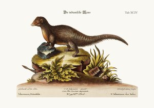 Den indiske Ichneumon, 1749-73