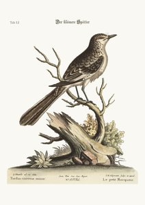 Den mindre Mock-Bird, 1749-73