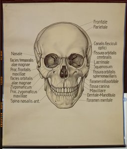 Plakat af et menneskeskalle