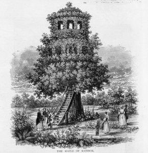 The Maple of Ratibor, Schlesien, 1893