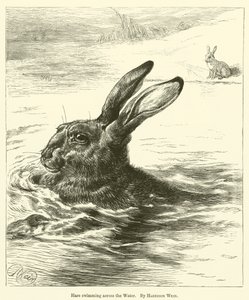 Hare svømmer over vandet