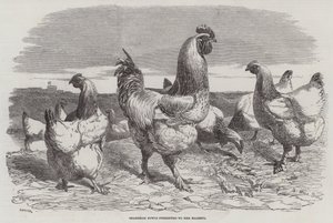 Shanghae Fowls præsenteret for Hendes Majestæt