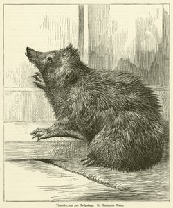 Timothy, vores kæledyr Pindsvin