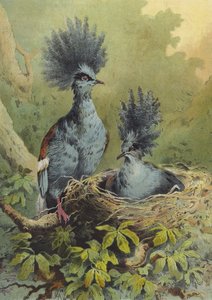Krondue (chromolitho)