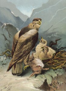 Ørn og dens unge (chromolitho)