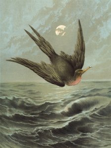 Fregatfugl (chromolitho)