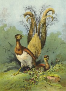 Lyrefugl (chromolitho)