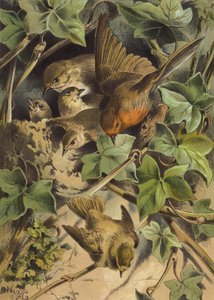 Robin, forlader reden (chromolitho)