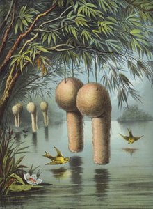Bayaspurven (chromolitho)