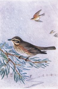 Redwing, Postkort,1930