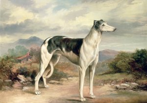 En Greyhound i et bakket landskab