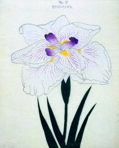 På Izumi-siden. 37, 1898