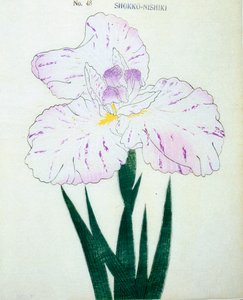 Shokko Nishiki, af. 48, 1898