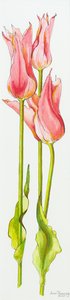 Tre røde lilje-blomstrede tulipaner Marianne,akvarel,2010