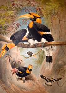 Konkav Hornbill-hjelm, 1861