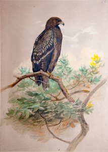 Plettet ørn (Aquila clanga), 1856-67