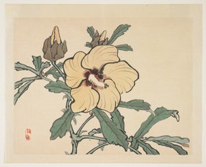 Blomstrende Stokrose