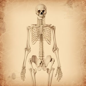 Klassinen Skeleton 2