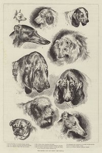 Kennelklubbens hundeudstilling