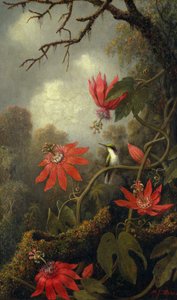 Kolibri og passionsblomster, ca. 1875–85