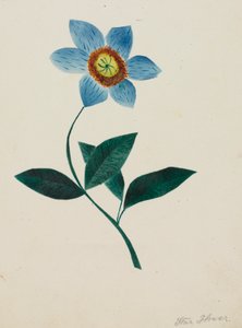 Stjerneblomst.