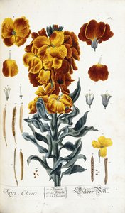 Vægblomst