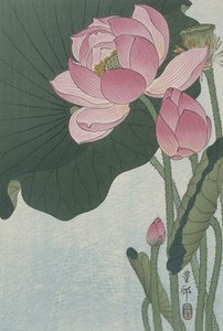 Blomstrende lotusblomster, 1920-30 (farvetræsnit)