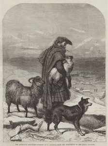 Highland Shepherd