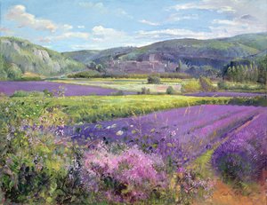 Lavendelmarker i det gamle Provence
