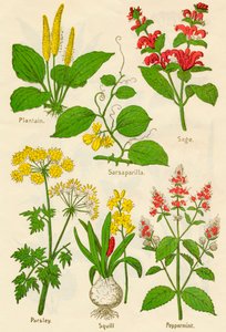 Blomster: Plantain, Sarsaparilla, Salvie, Persille, Squill, Pebermynte, c1940