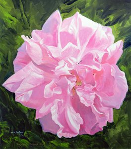 victoriansk rose