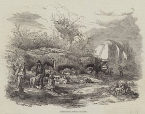 Landbrugsbilleder, Lamning